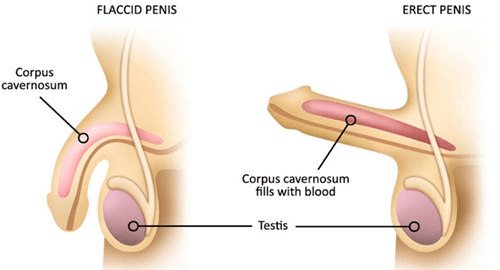 erectile function